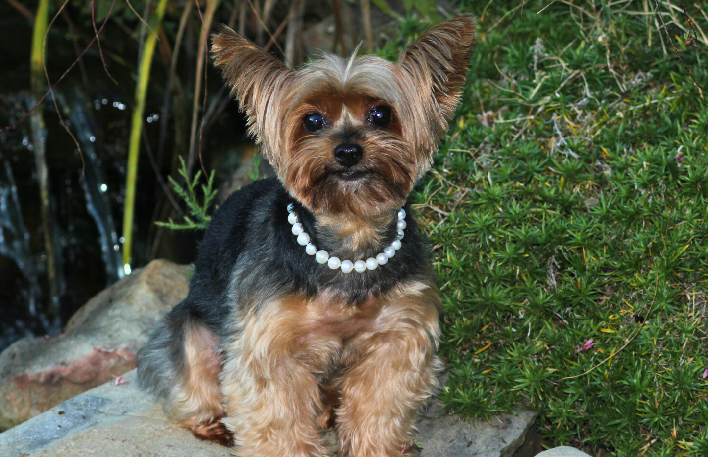 Small dog with a pearl necklace sitting on rocks near a natural setting with water and plants.