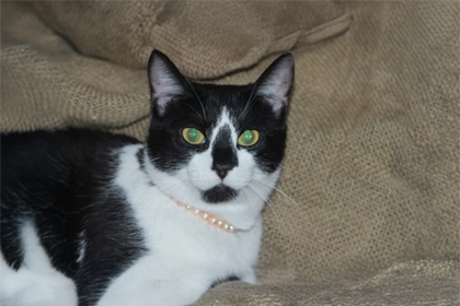 Priciallia's Kitten Pearl